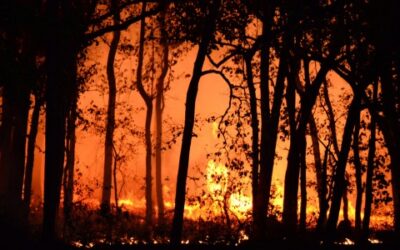 Wildfire Preparedness: 10 Tips to Protect Your Home and Family