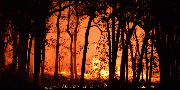 A dark silhouette of a forest with an intense, glowing orange-red wildfire illuminating the background behind the trees.